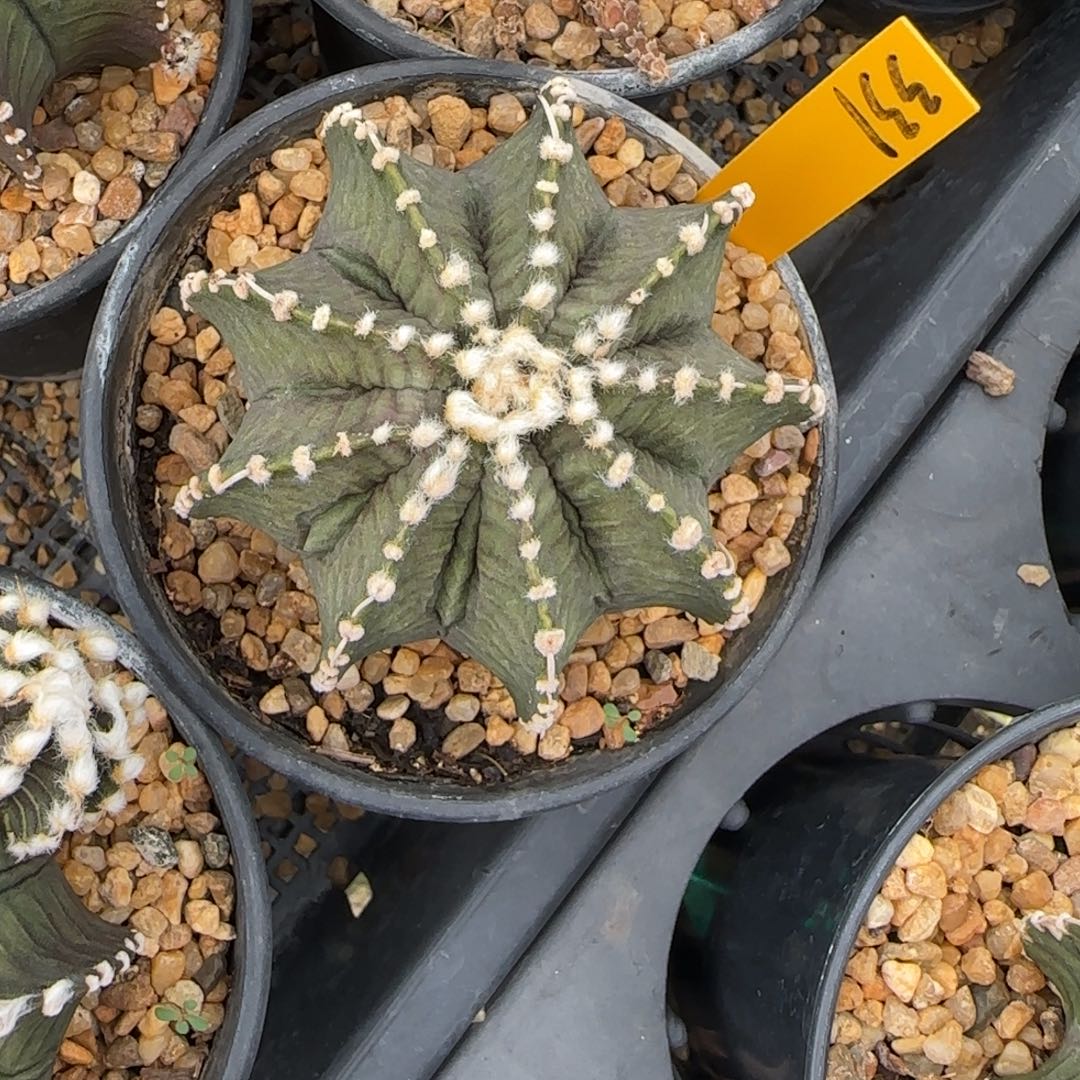 331-1230泰国发货多肉