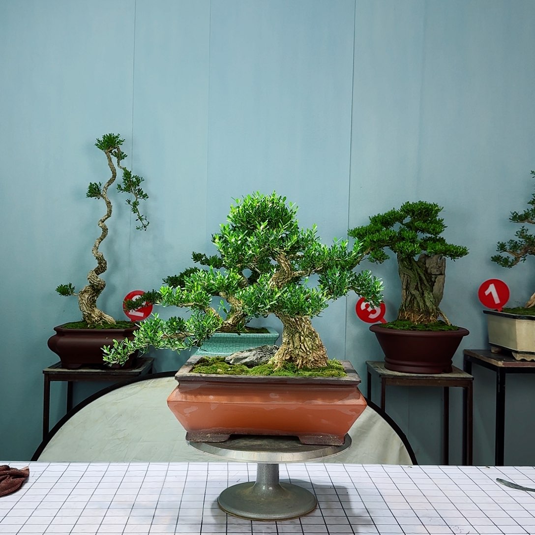 菜*广东皱皮雀舌黄杨