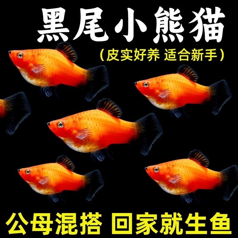 黑尾猫蕾丝边孔雀鱼纯种胎生冷水小型热带观赏鱼好养耐活新手繁殖