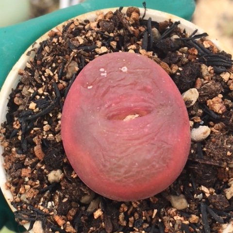 多肉肉锥 2.7Cm 红宝石