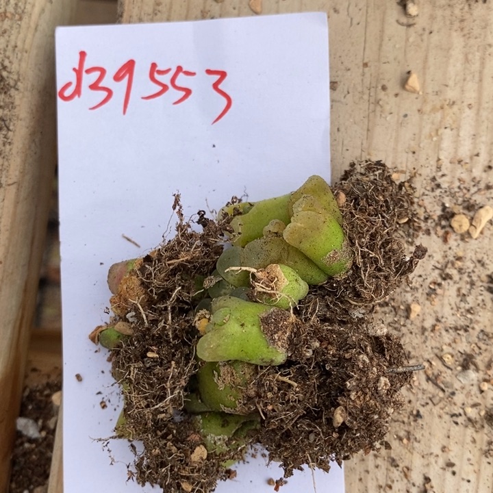 39553一组一组一组一组