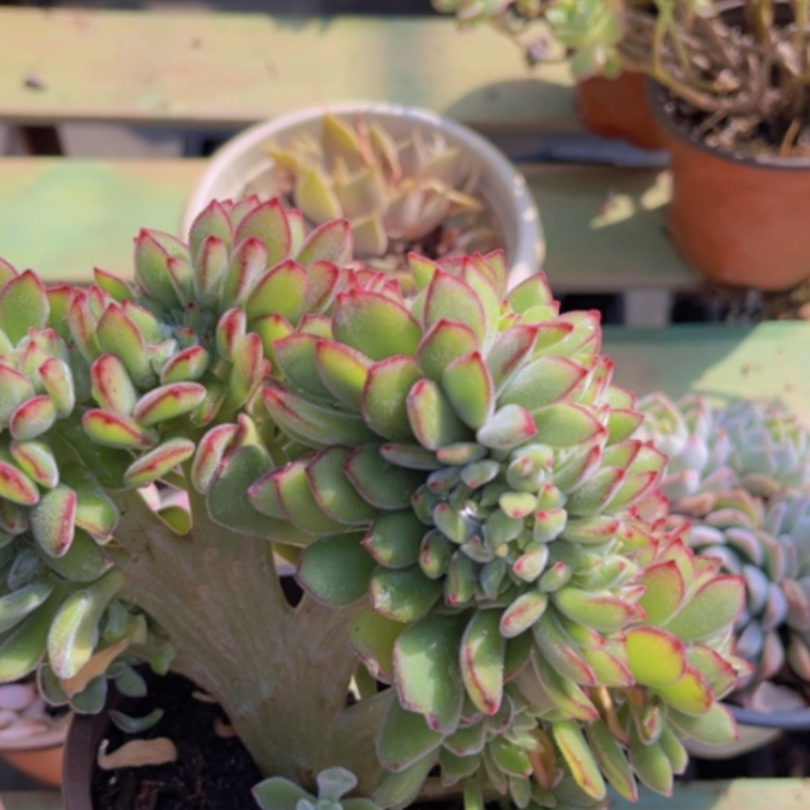 【闪购商品】红兔耳缀1304