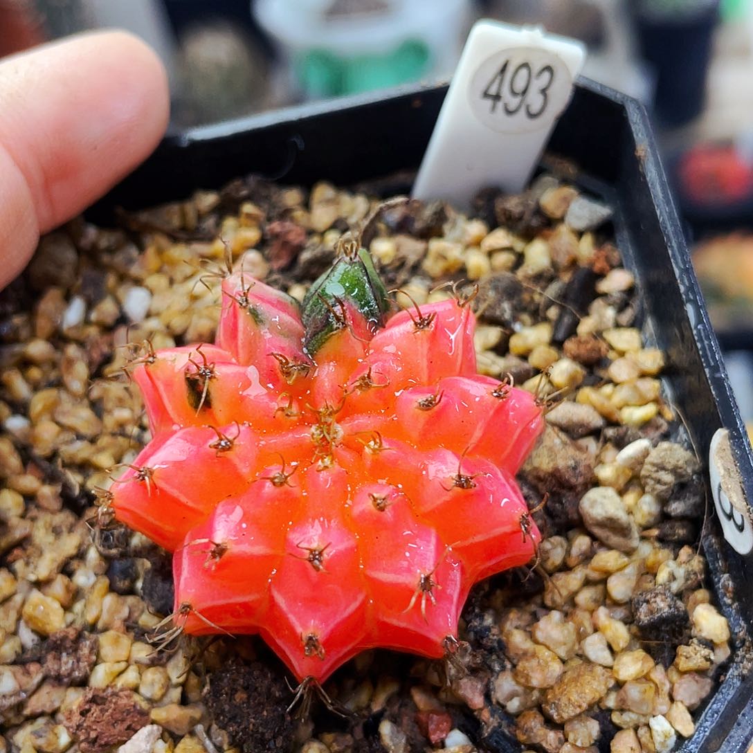 非偏远地区满25包邮仙人球