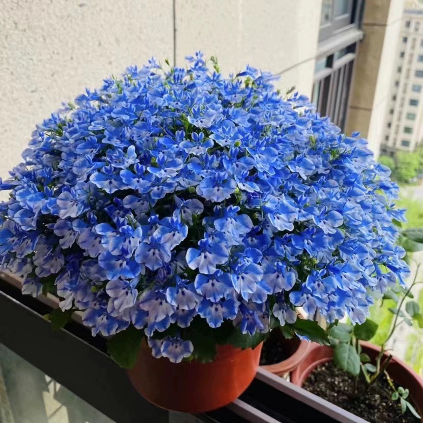 【六倍丽】半边莲蓝色阳台小花花非常好看好养的盆栽