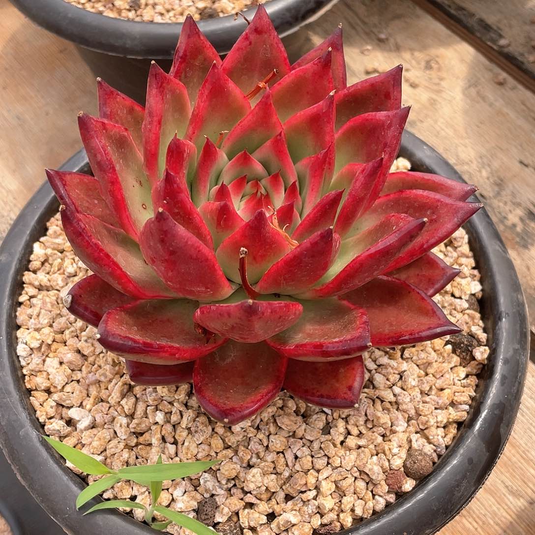 多肉植物一物一拍