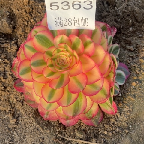 荔枝多肉多肉5363