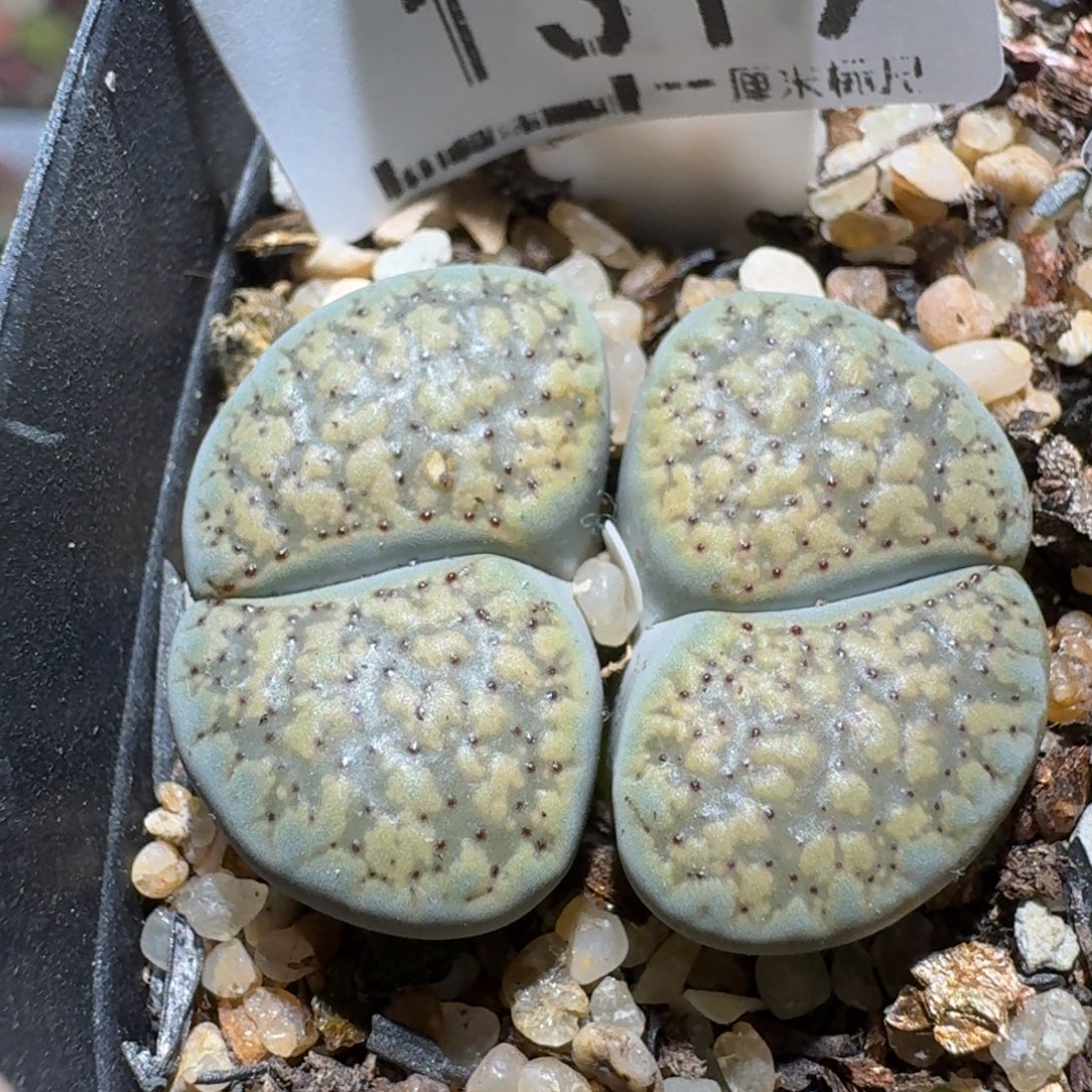 z小黄车里捡漏啦1319