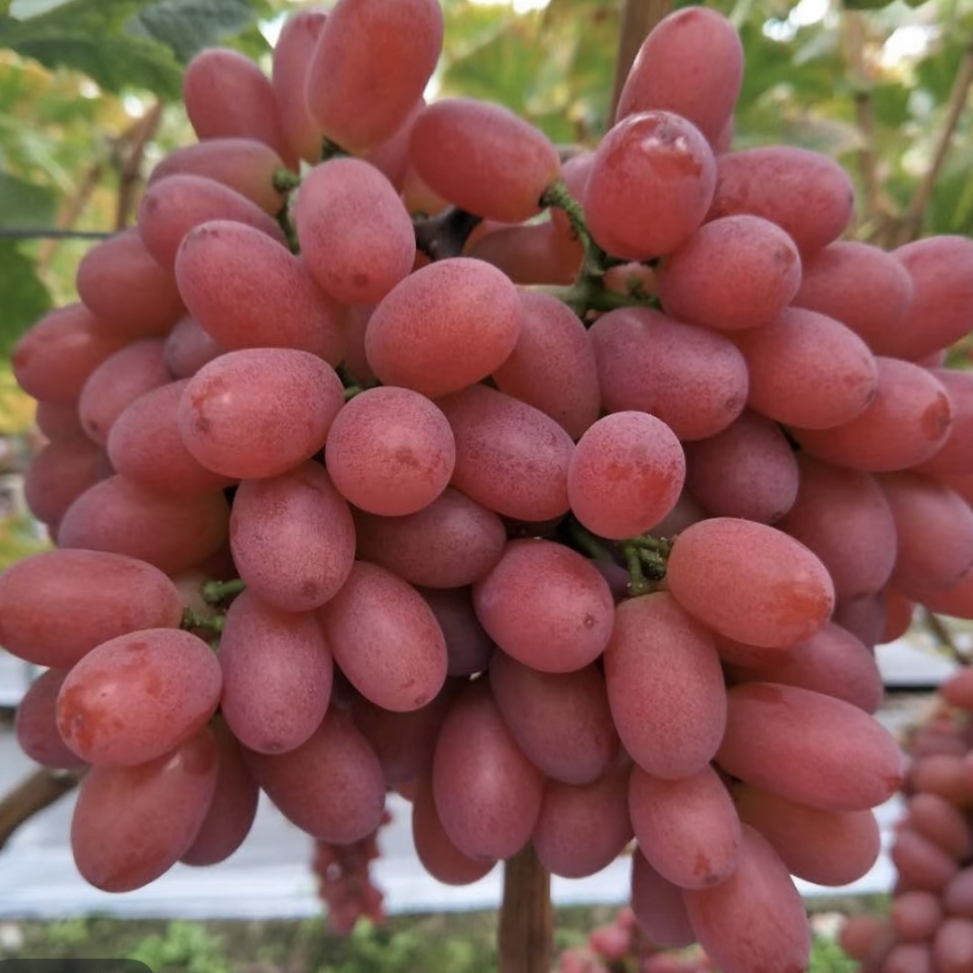 大凉山无籽提（一件3.5斤）四川省