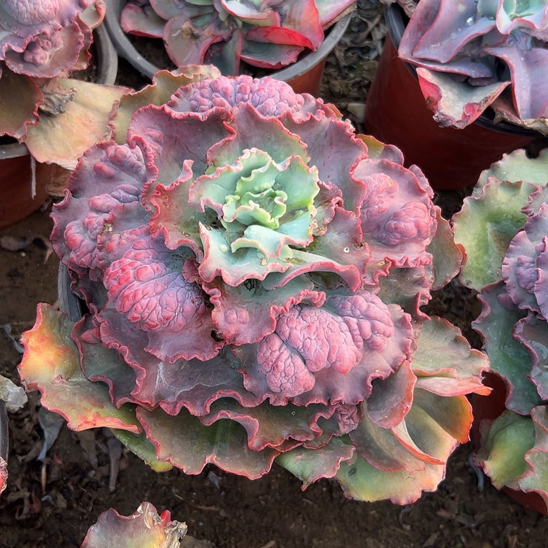 多肉植物男爵单头