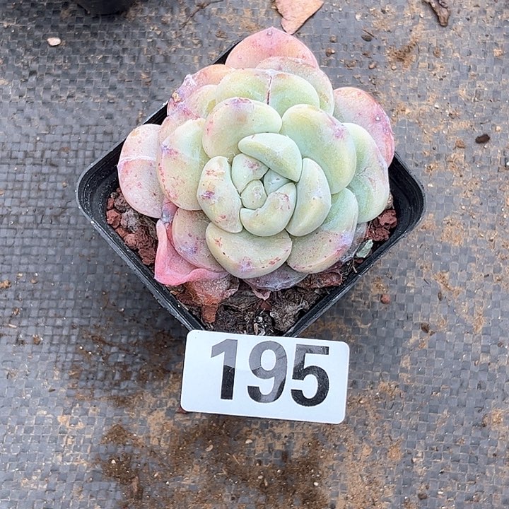 吖*多肉植物一物一拍