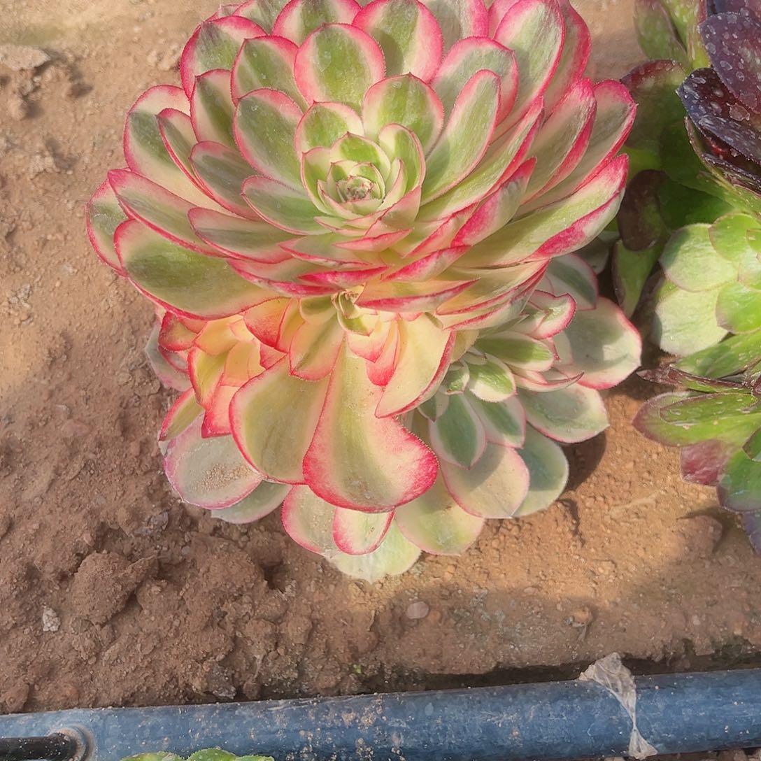 荔枝多肉植物多肉