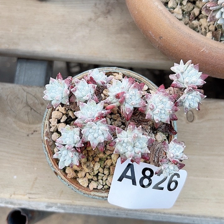 春***冬小鹿多肉一物一拍826