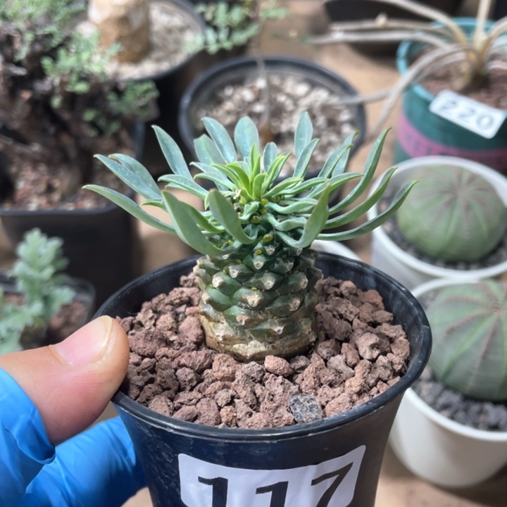 117铁甲麒麟大戟