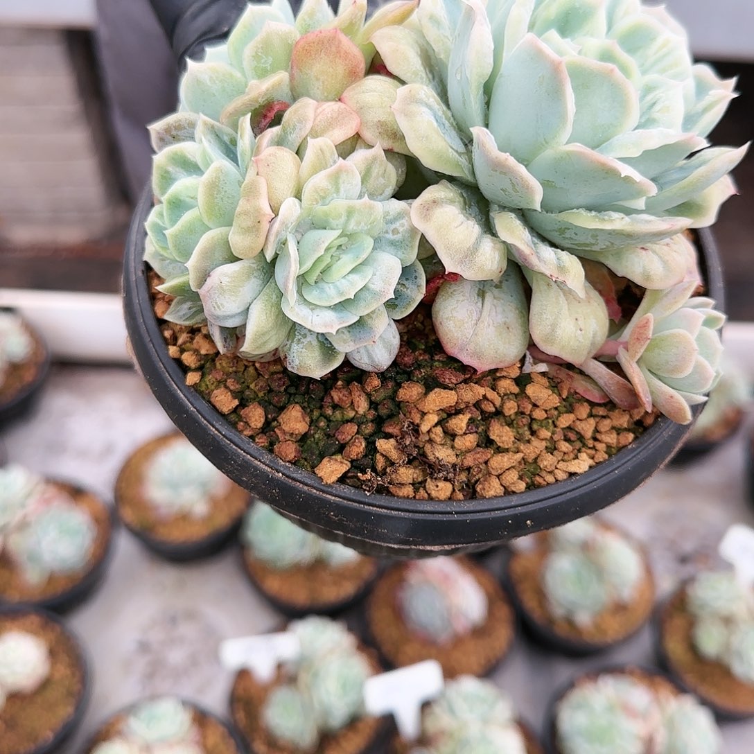 噉2707号   175   肉