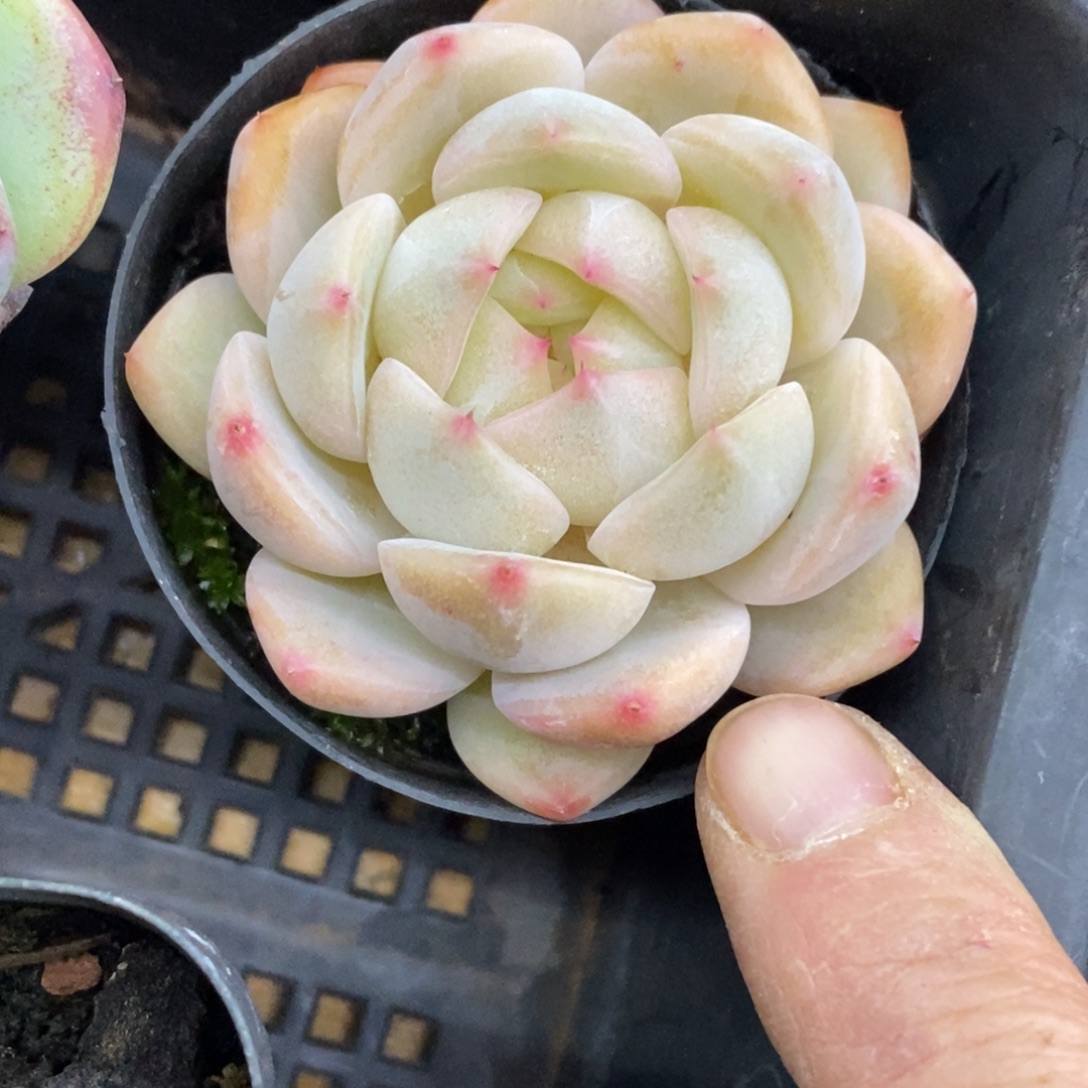 精品多肉一物一拍不包整33