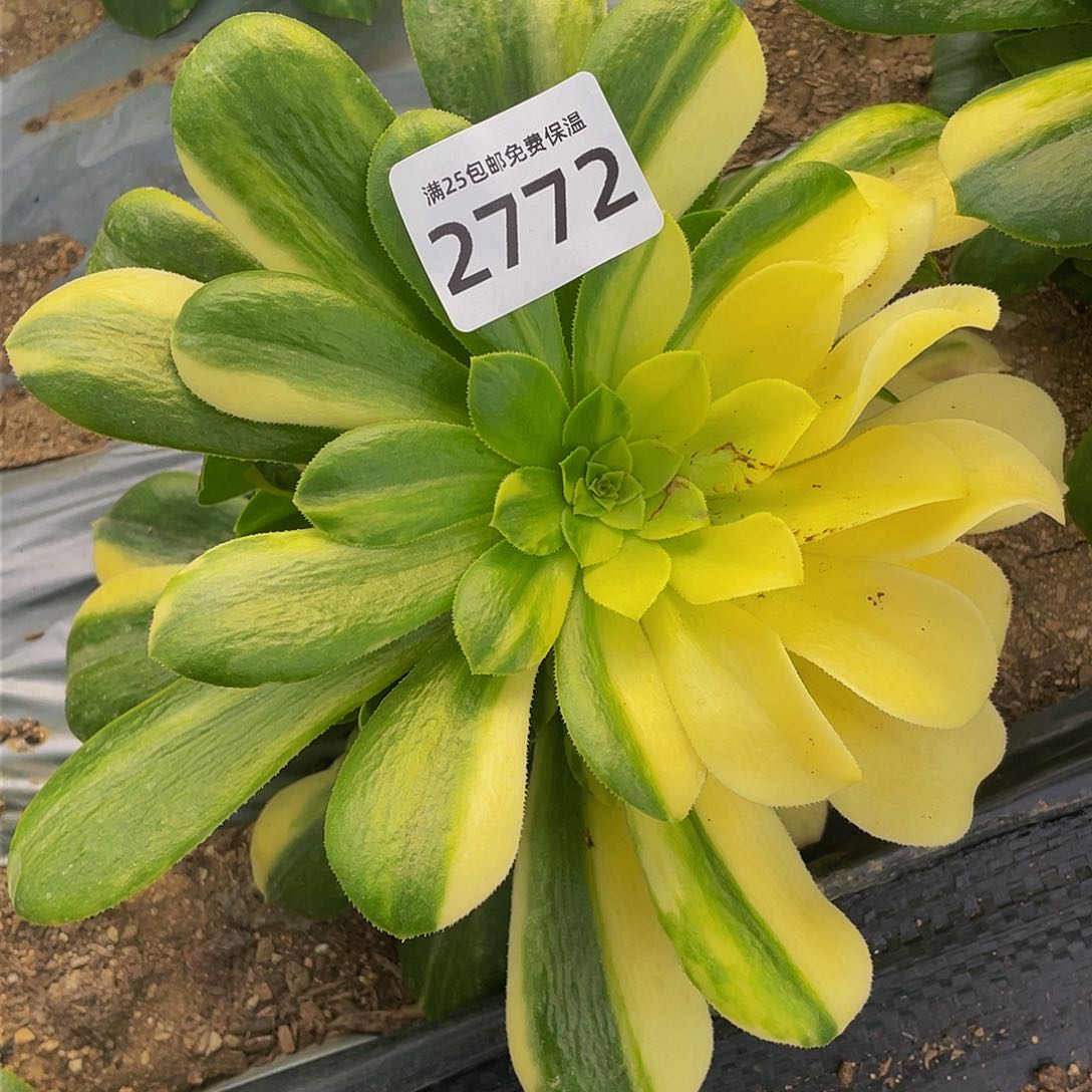 妙****）2772五彩琉璃多肉植物