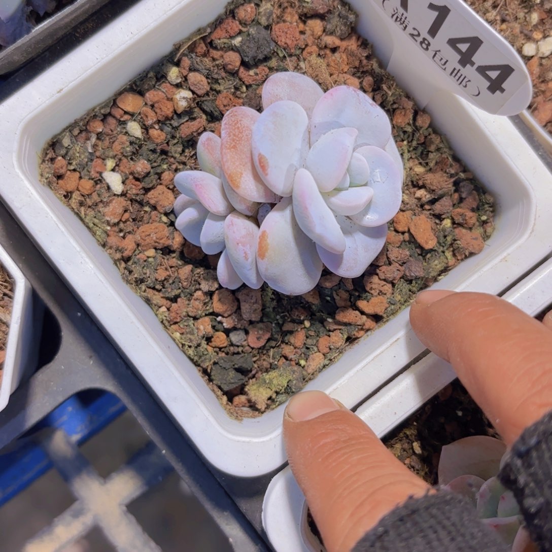 A144雪莲一物一拍