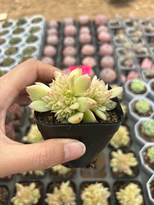 满9.9米包邮精品蝴蝶麦秆多肉植物