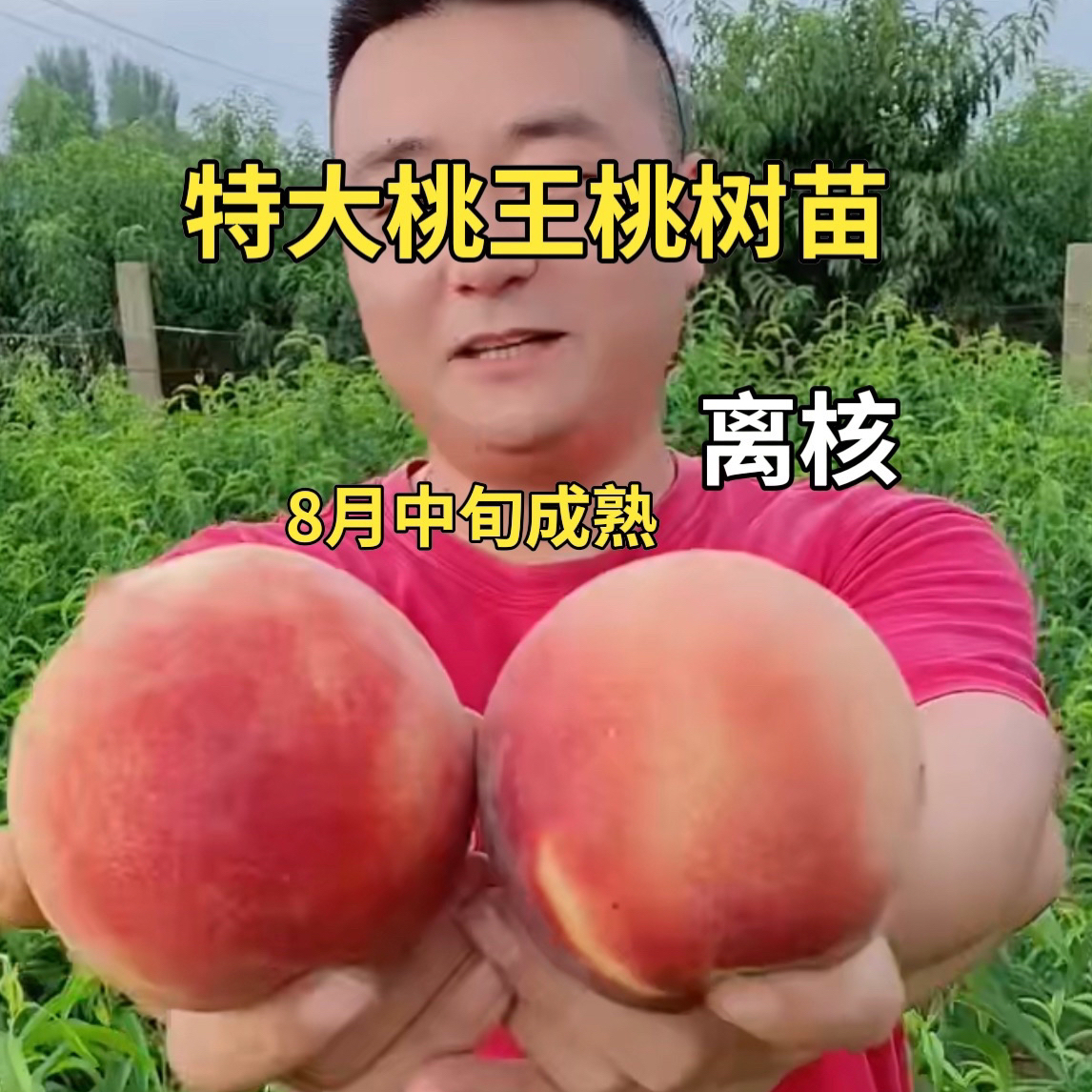 特大桃王桃树苗（8月成熟）南方北方均可种植