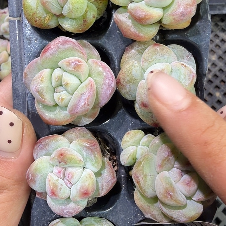 107 号到手1框一物一拍