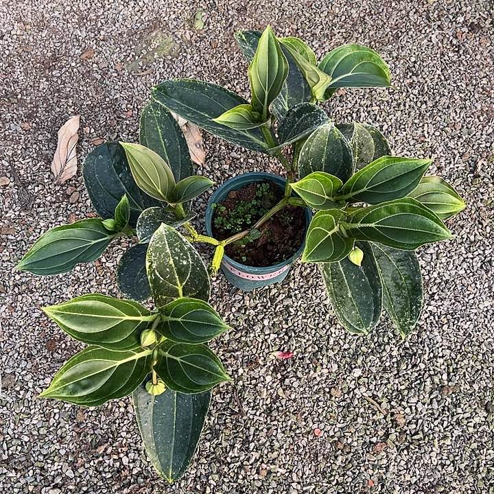 玲***子少量花朵（建议范围：2朵-5朵 或40%以下）