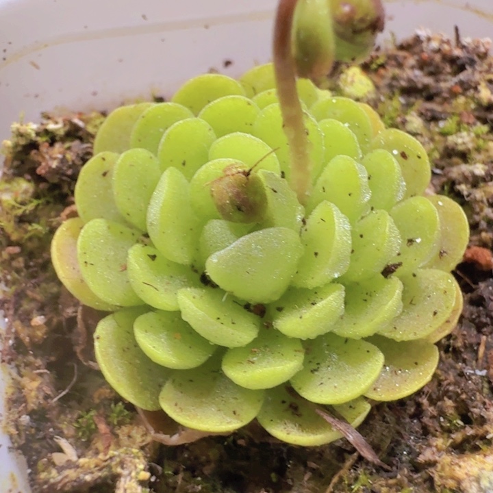 爱丽丝王炸一颗单头