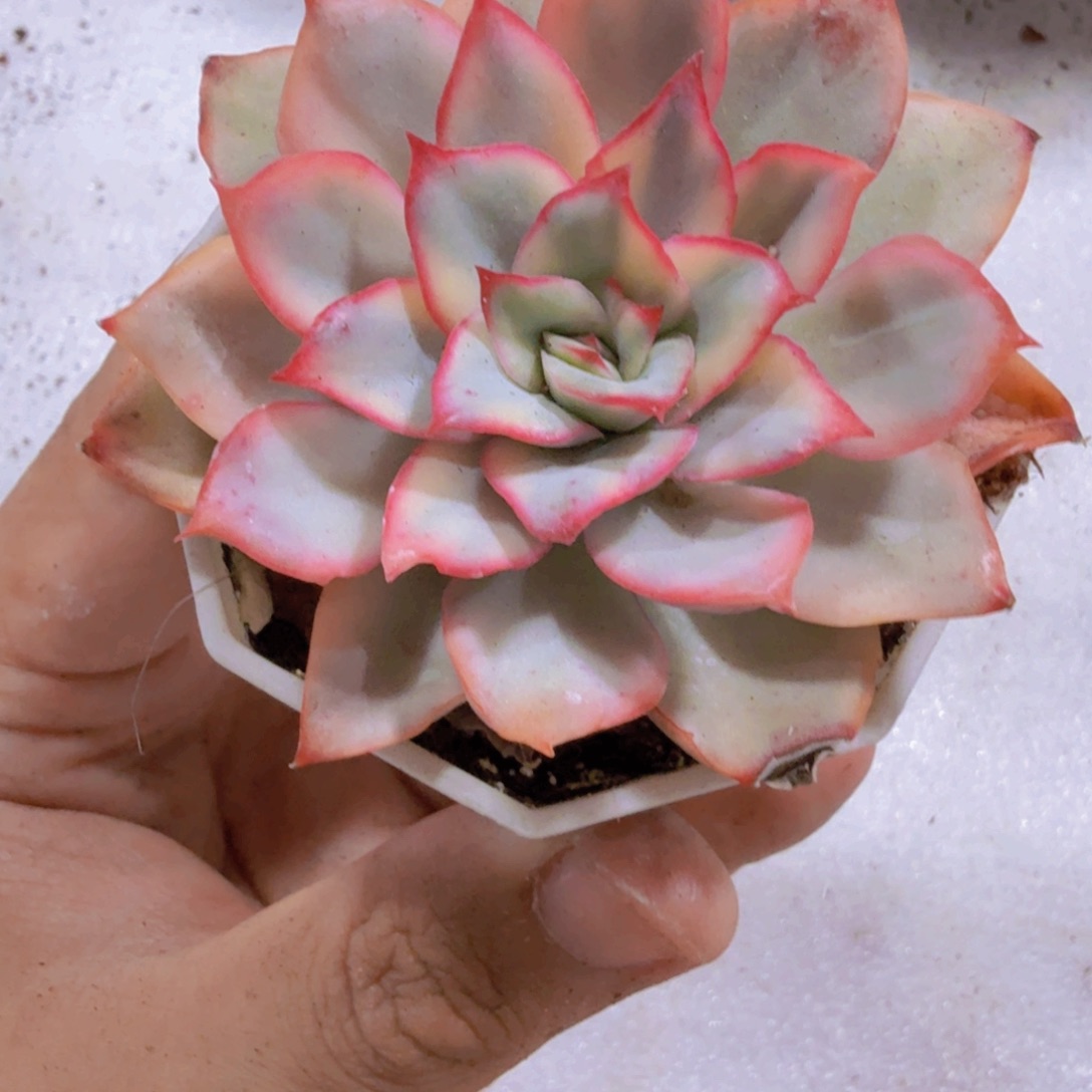 月光女神锦福利一颗