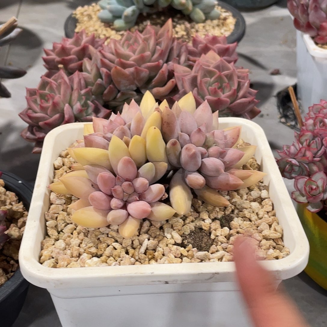 哥特萝莉脱土发10李密