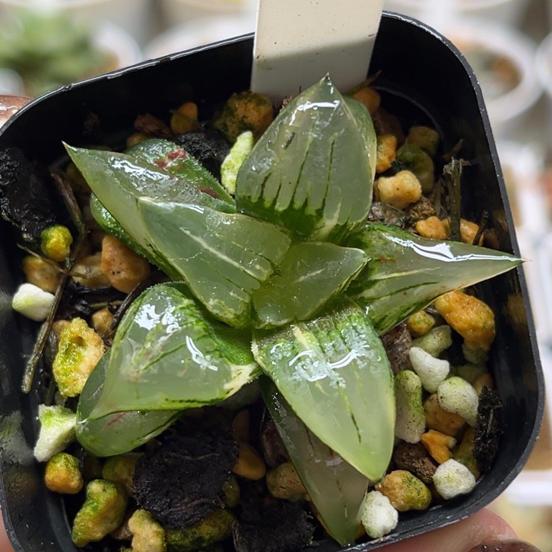 40红纹寿锦福利专场