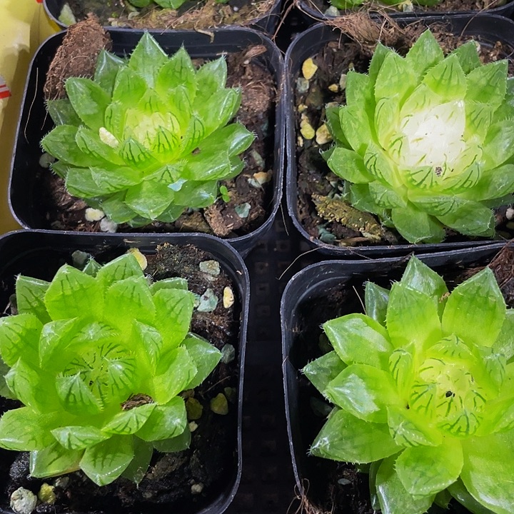 硬水晶玉露第盆土发