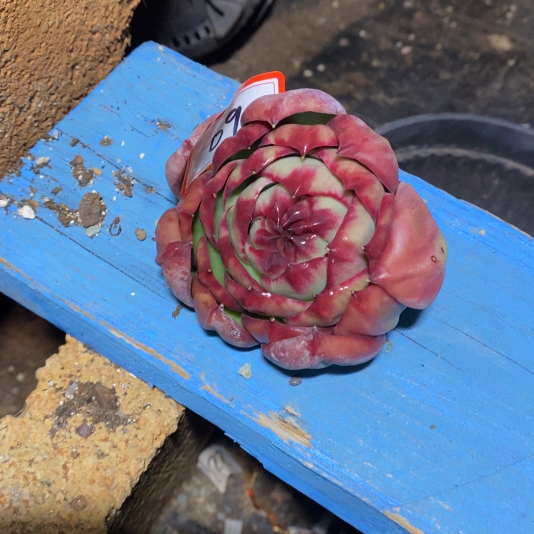 用***8             69。          