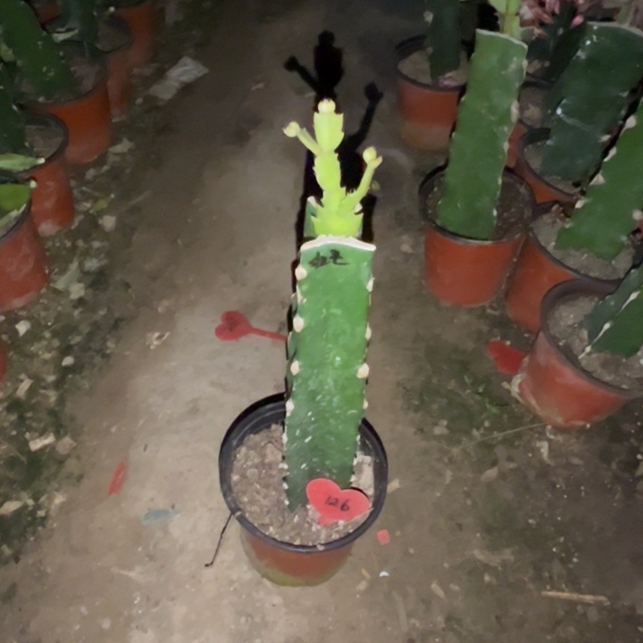 随***动当前无花栽培后可以开花红羽毛126