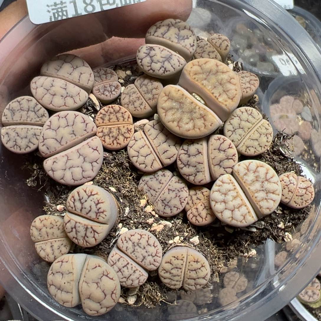 【闪购商品】 070。        
