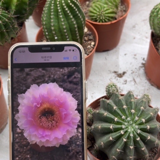 露露粉棠7-8公分左右