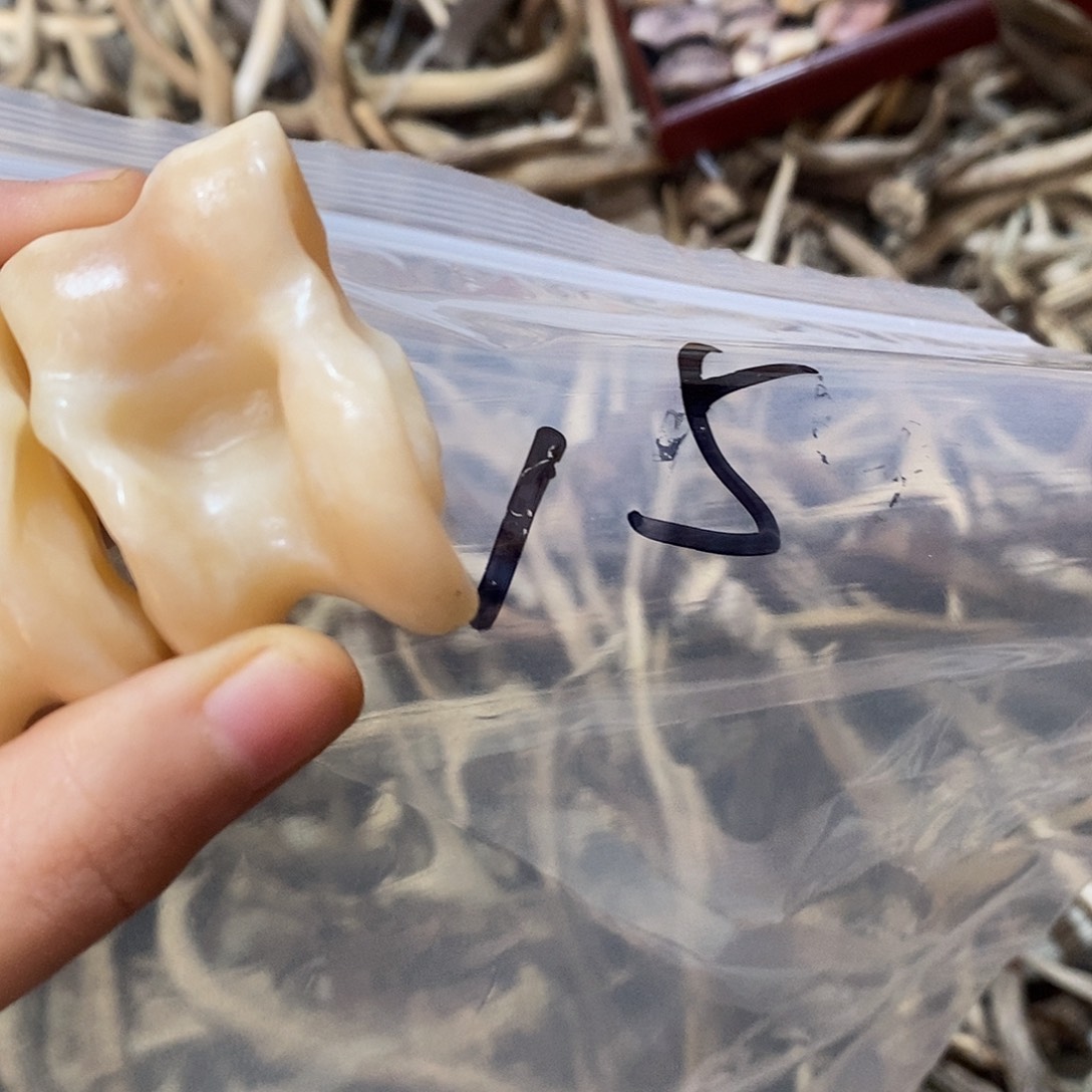 ༺***༻非金属鹿骨鹿骨鹿骨