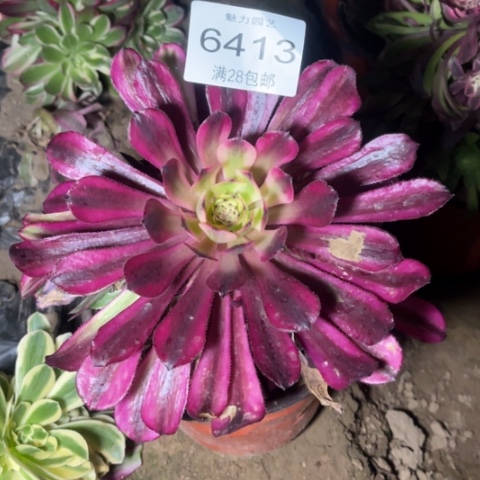 红魔多肉多肉6413