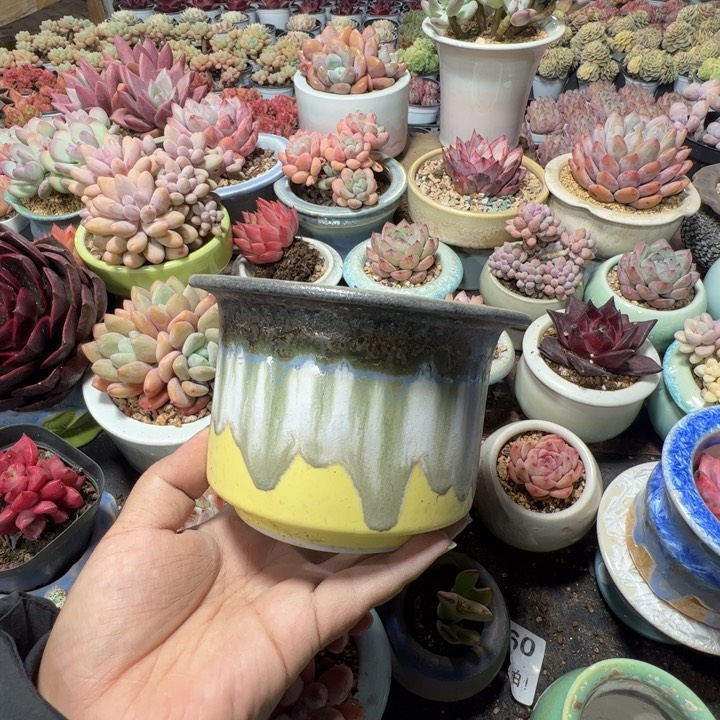 特价花盆满50发货内口9