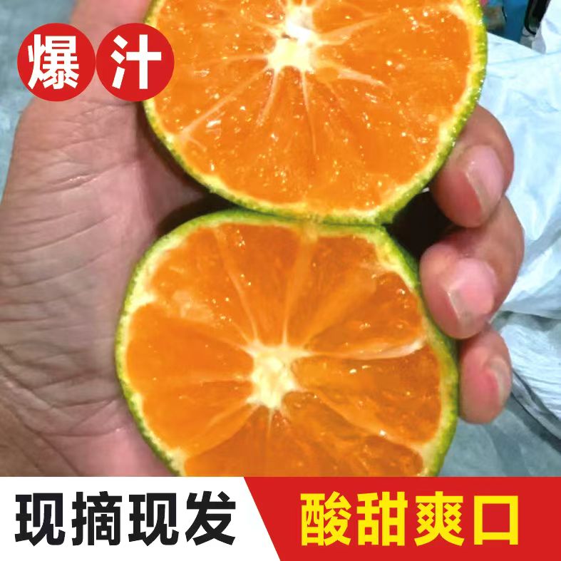 江西赣南正宗寻乌青皮无籽蜜橘酸甜多汁新鲜现摘应季水果适合孕妇
