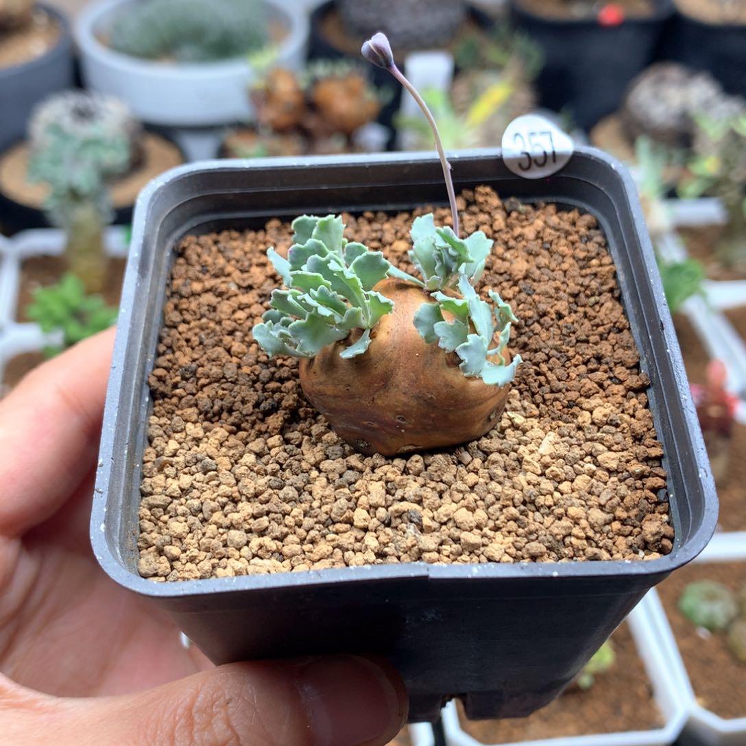 产地格加厚敦菊带盆多肉