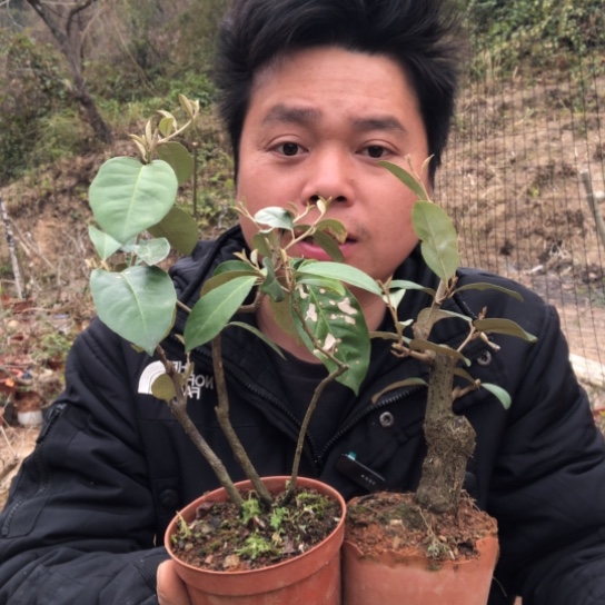 盆景素材盆栽绿植电*