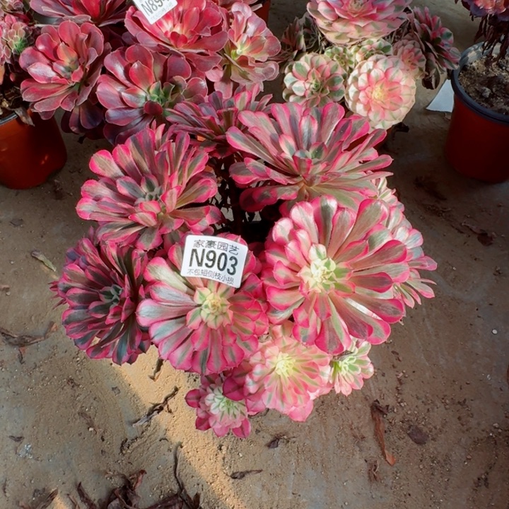 903鸿通白官服28左右2