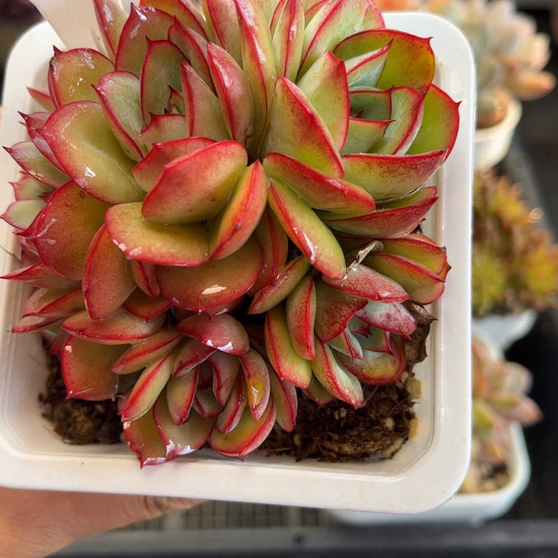 1362 天冷必拍保温箱