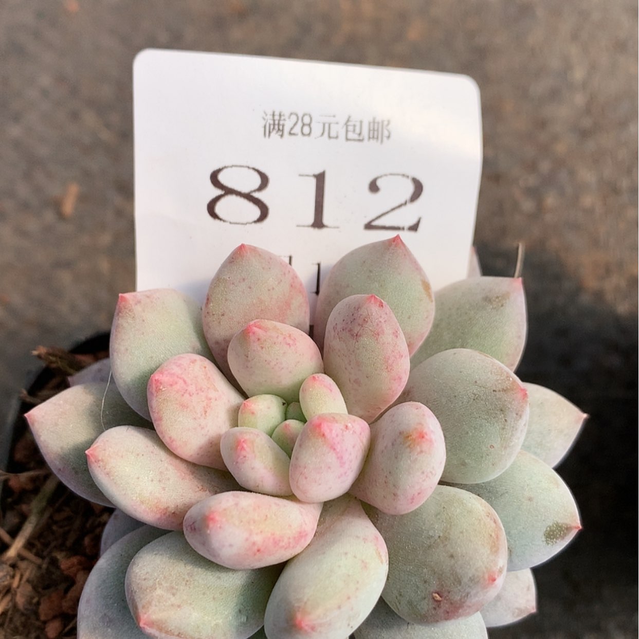 【闪购商品】云813