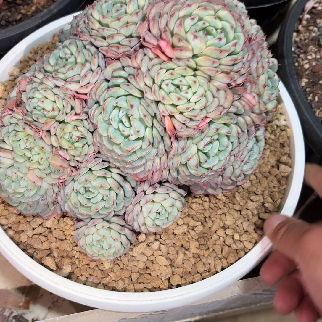 寄养链接的肉肉的肉肉