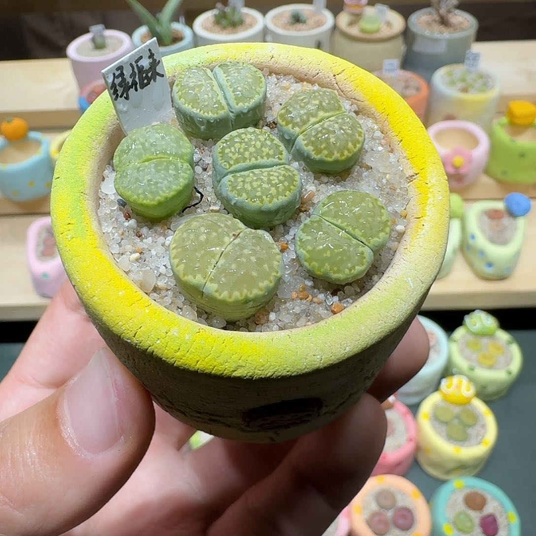 红陶蘑菇285绿孔雀