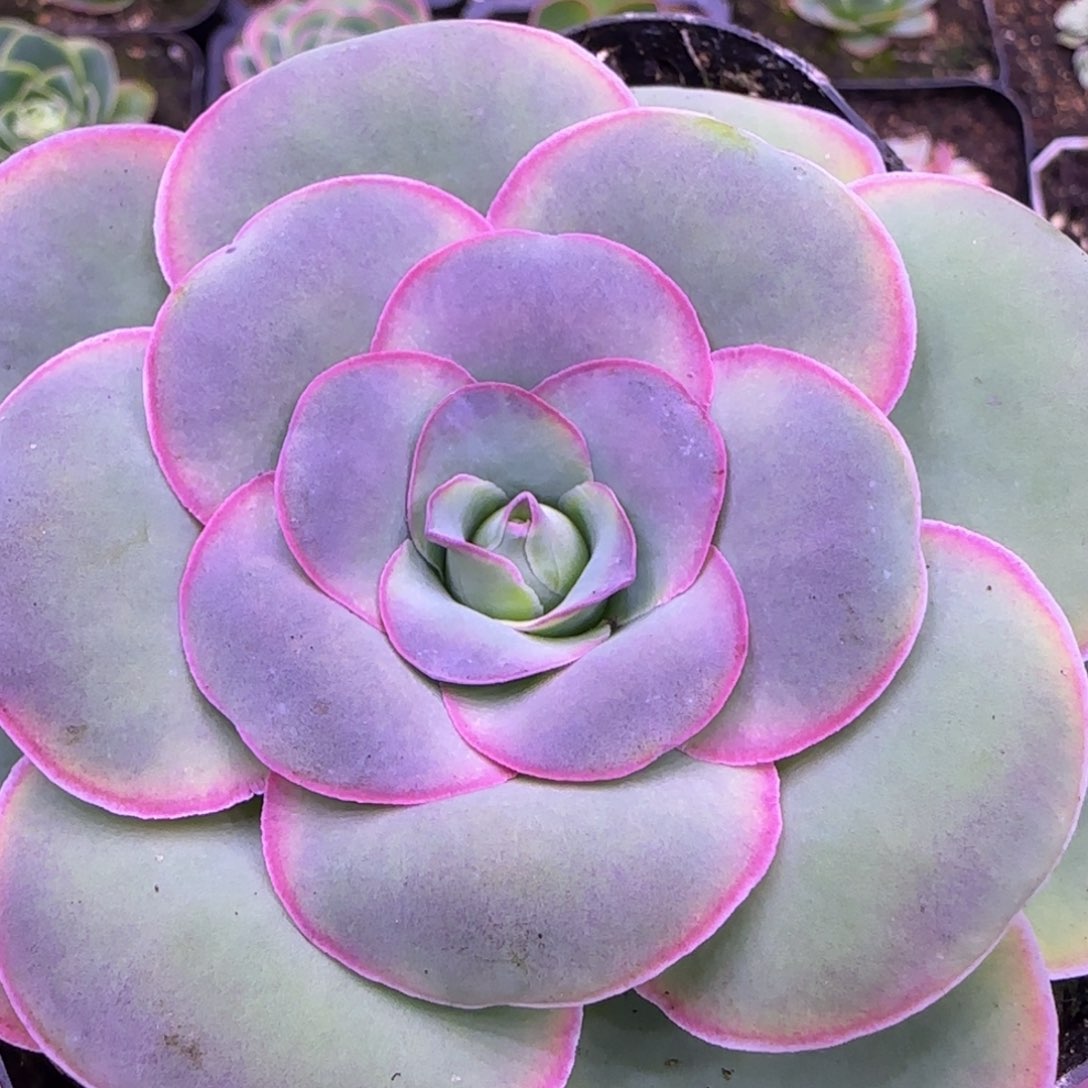 宛若玫瑰9厘米112434353535353