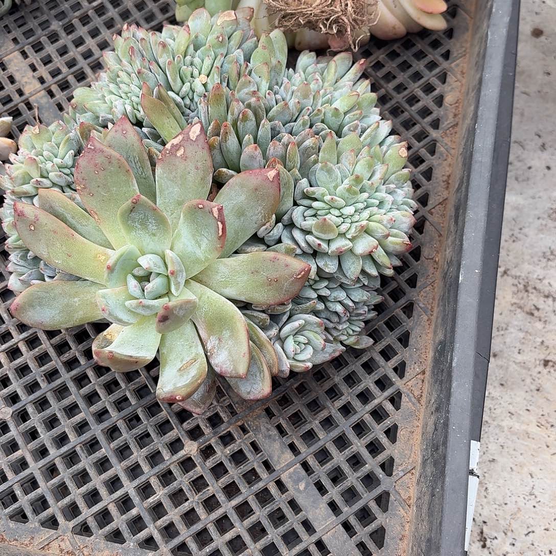 九***》02.0014星影树缀多肉一个