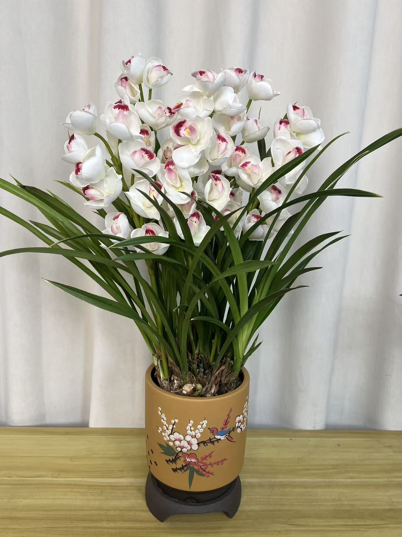 国兰名品【朱砂映雪5-6花剑】室内外精品兰花香味浓花期长好养