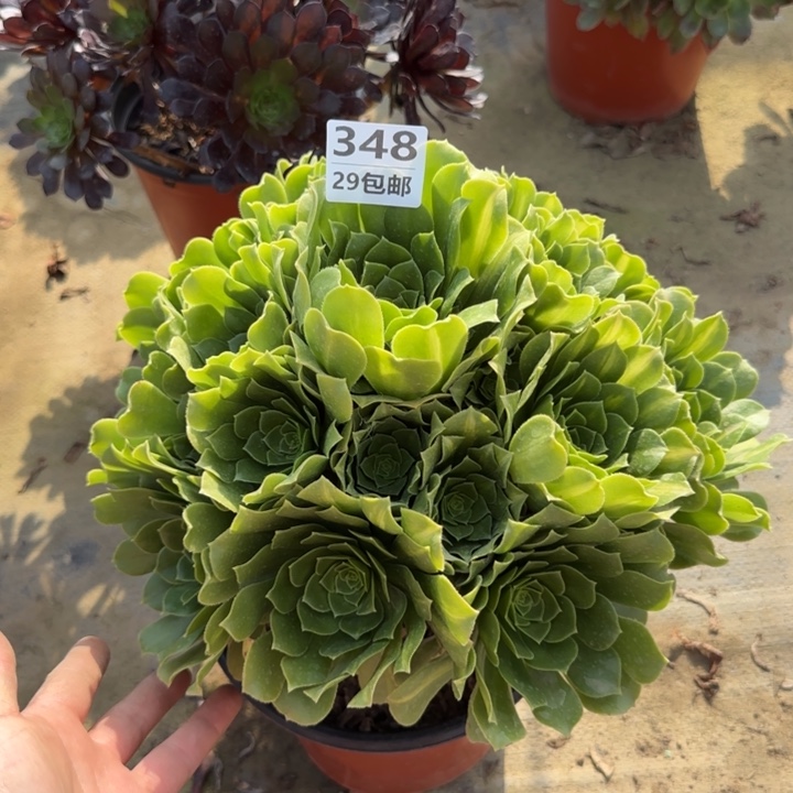 绿羊绒……多肉植物……