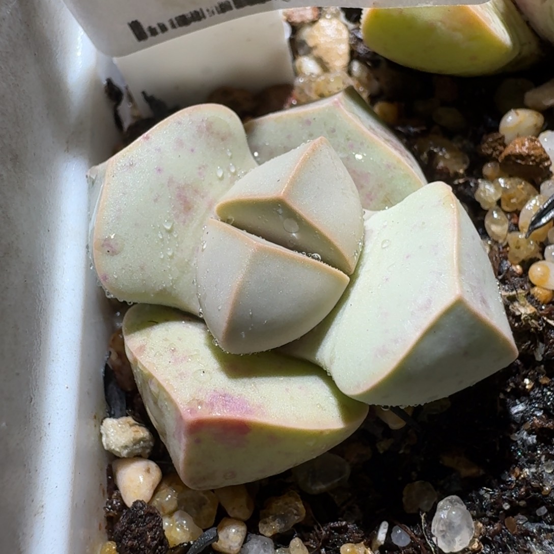 高品质生石花清清3028